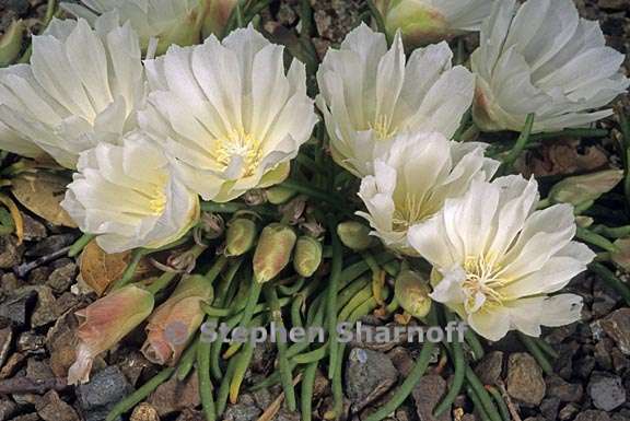 lewisia rediviva 2 graphic